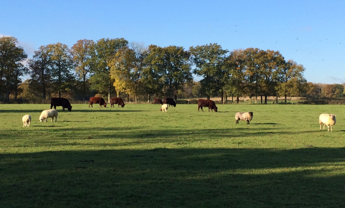 Deep red pedigree Sussex cattle and white sheep grazing the same field at Goffsland Farm, with a line of oaks turning to autumn colour along the boundary
